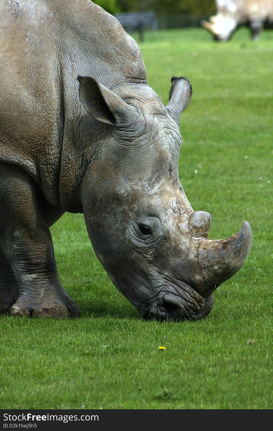 Big africa rhinoceros eating grass