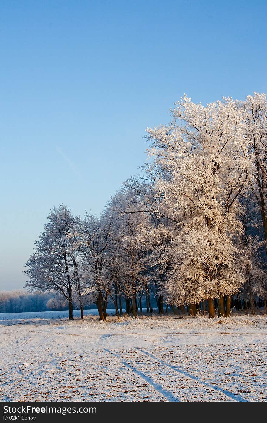 Trees in the winter forest