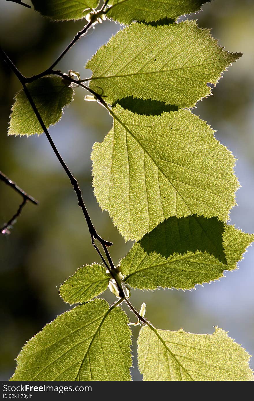 Spring beech leaves backlit by afternoon sunlight