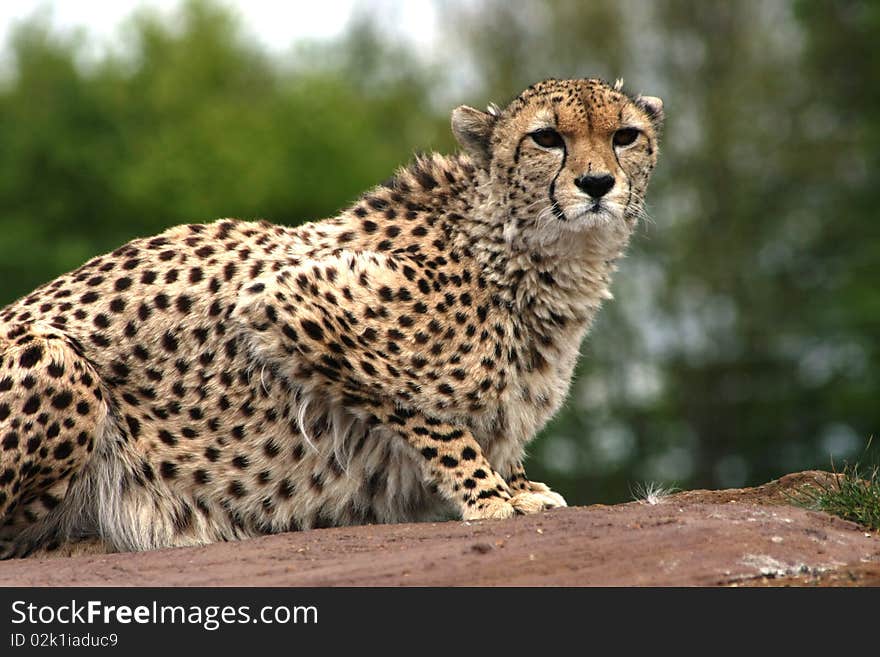 Hunting Cheetah