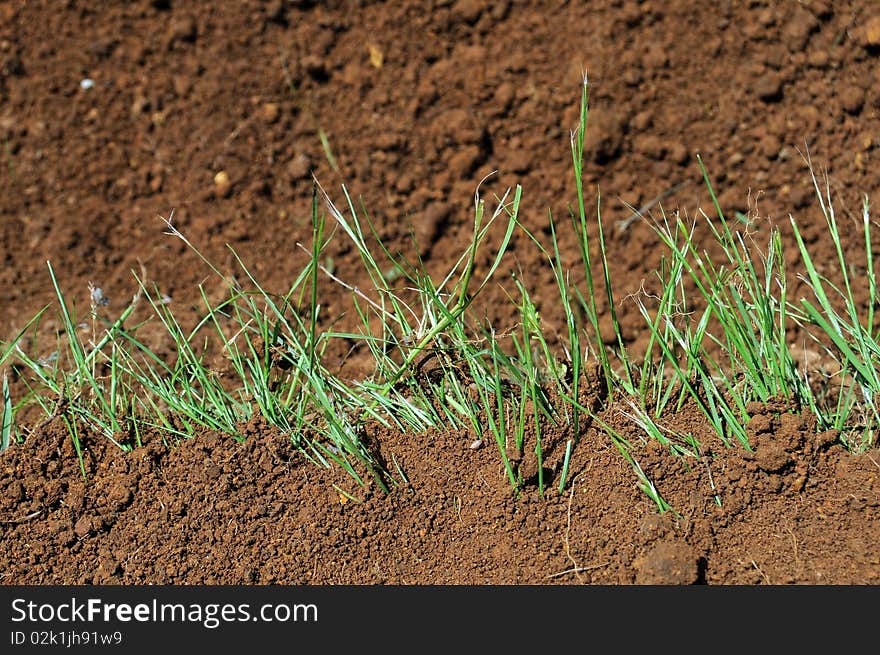 A thin line of green grass grows across a patch of dirt. A thin line of green grass grows across a patch of dirt