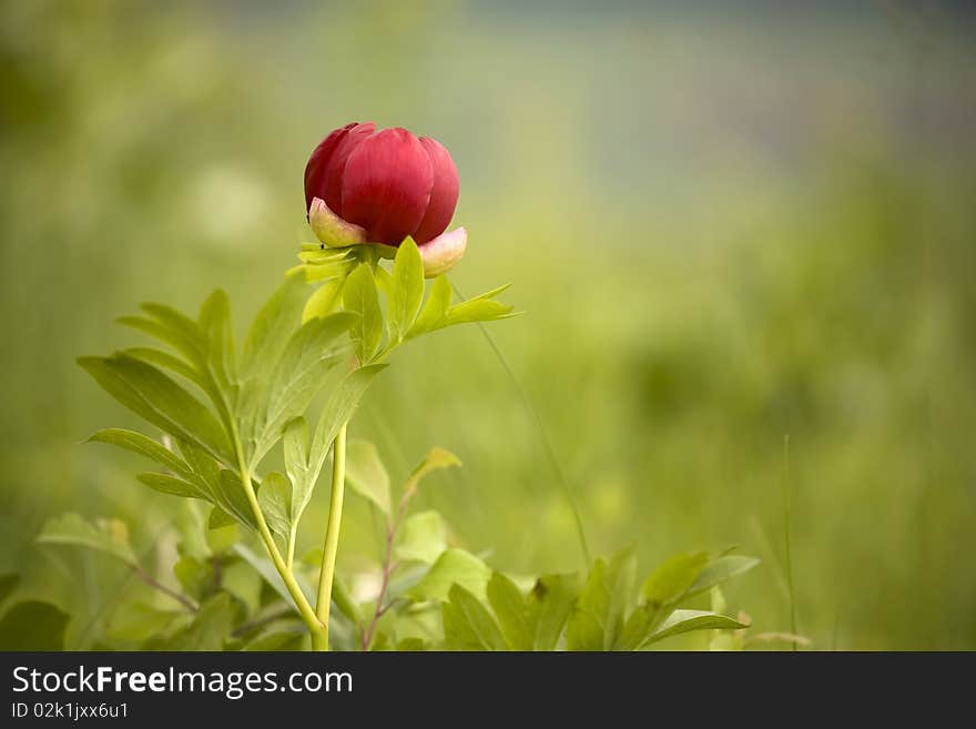 Wild peony flower