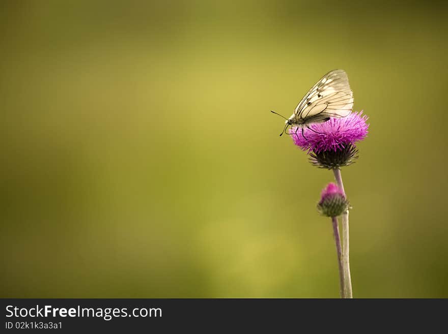 Butterfly on a thistle with a defocused background