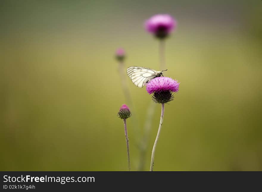 Butterfly on a thistle with a defocused background