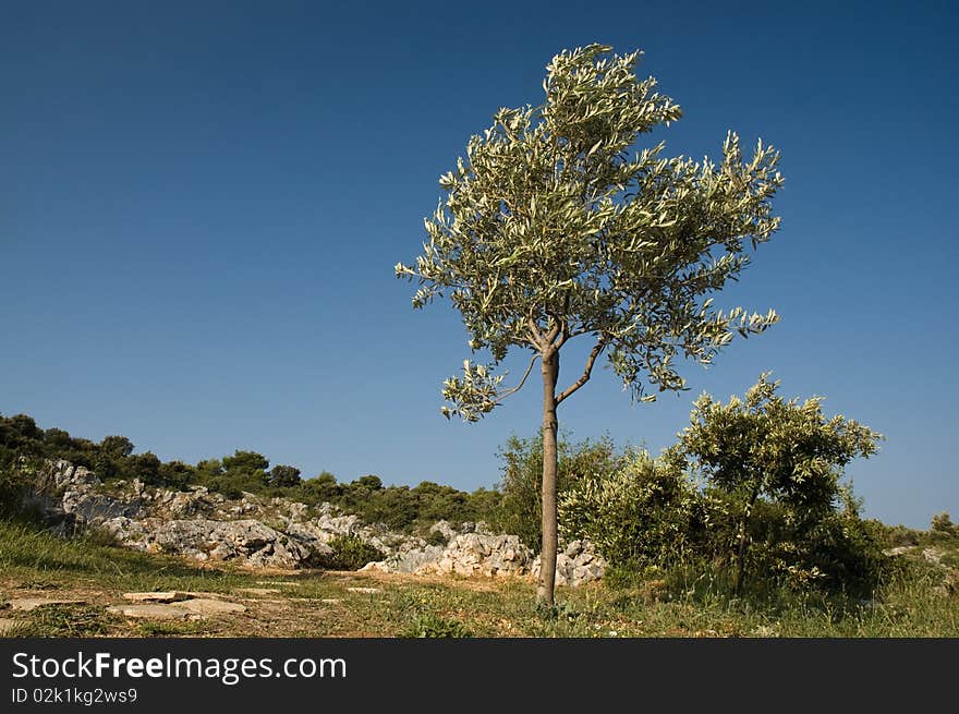 Olive tree in mediterranean country, Greece or Italy