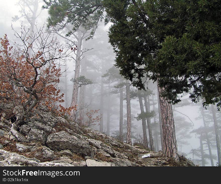 Pines in fog in mountains