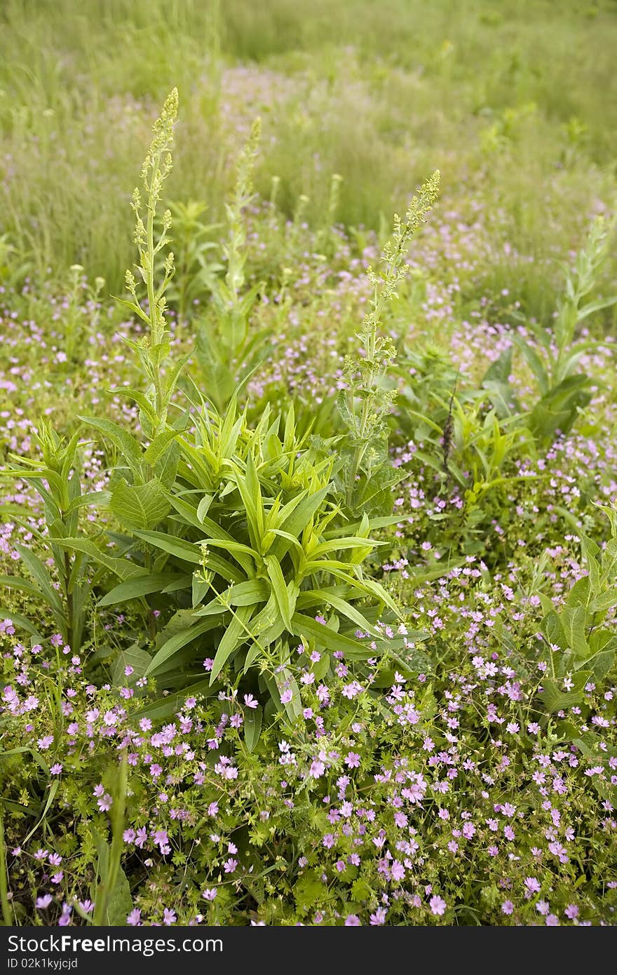 Wild purple flowers in a meadow. Please see my portfolio for more nature images.