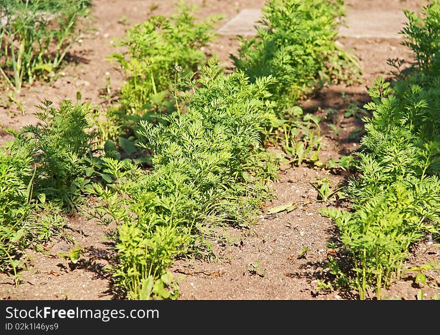 Seedbed of vegetables