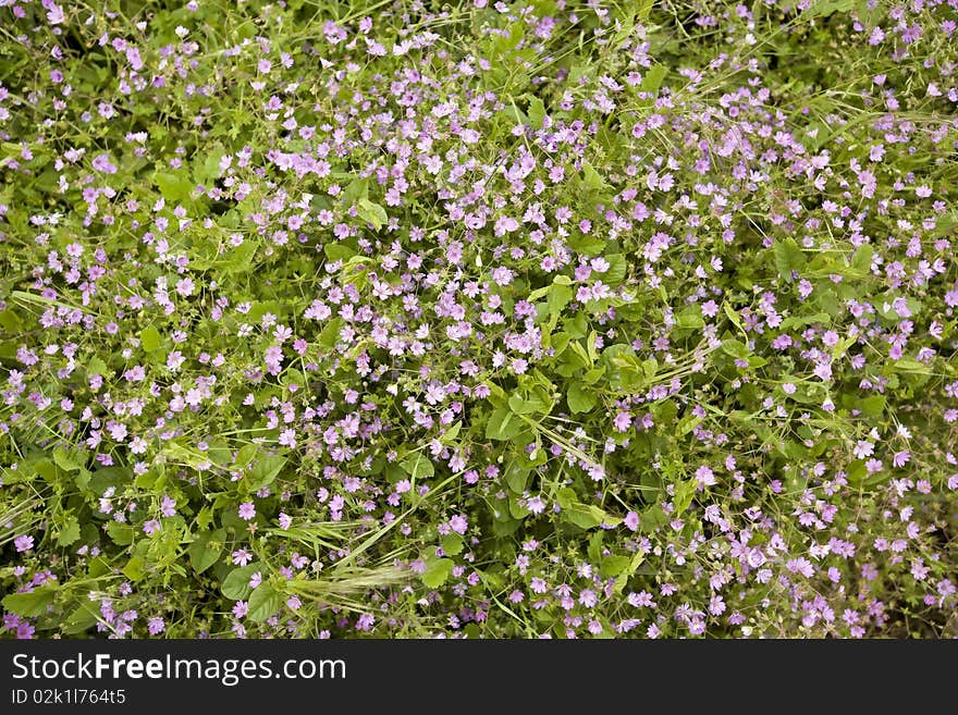 Wild purple flowers in a meadow