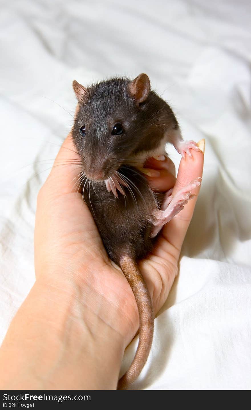 Small Rat isolated on white