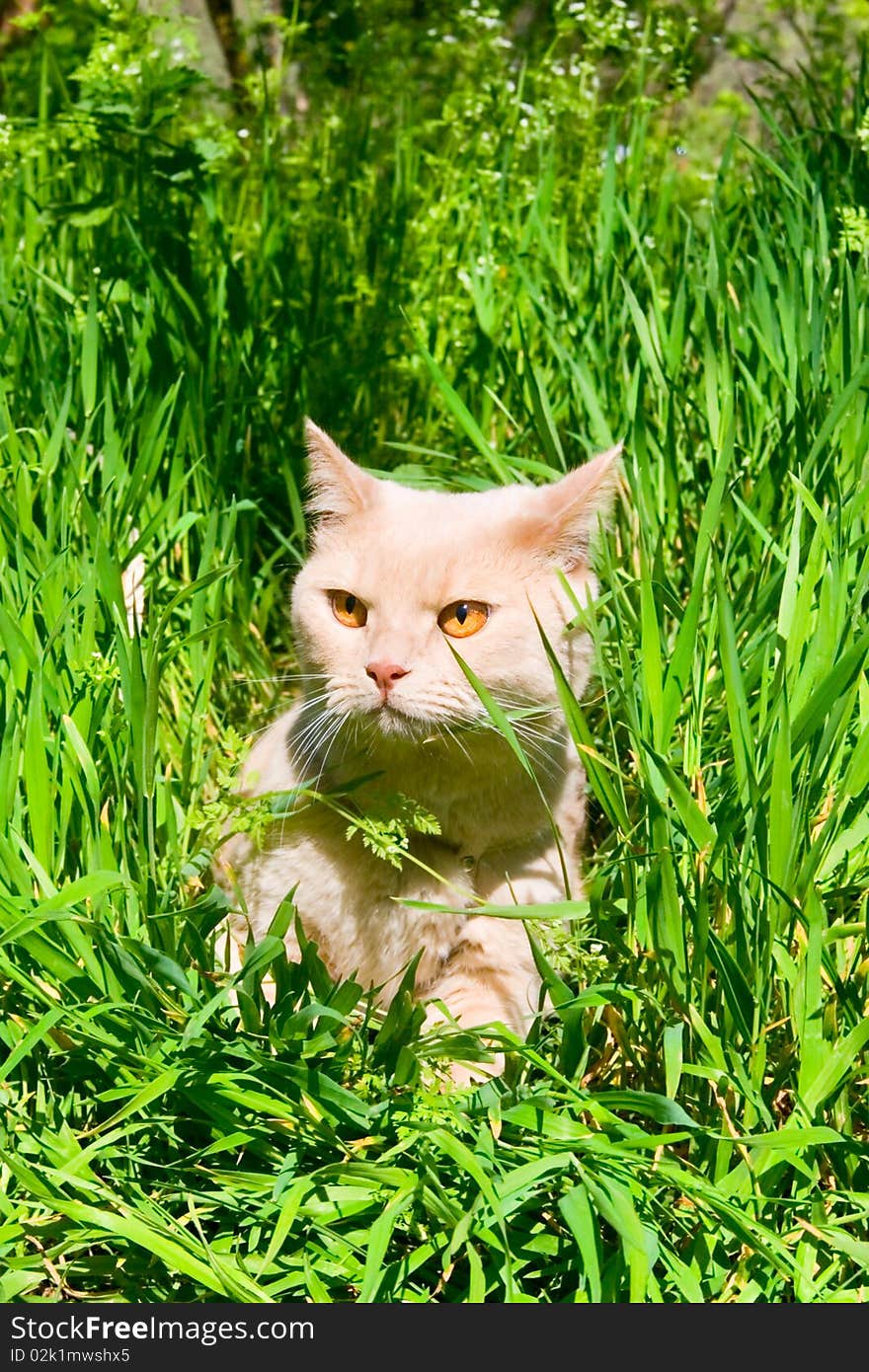 English sleek-haired cat for your design