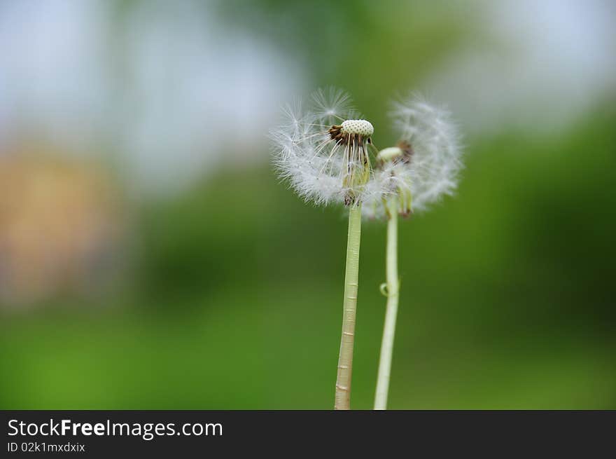 Dandelion clocks