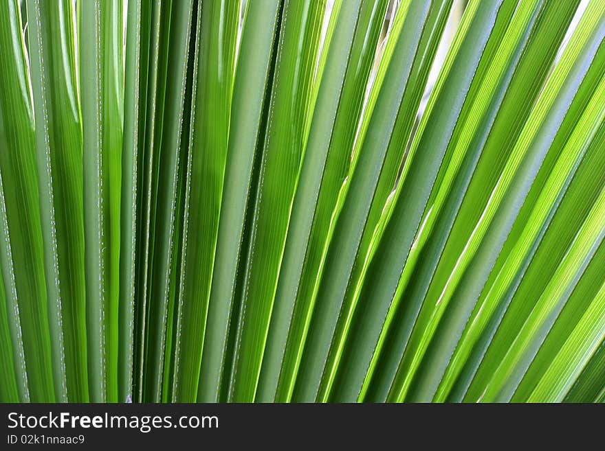 As a background - a green branch of a palm tree. As a background - a green branch of a palm tree.