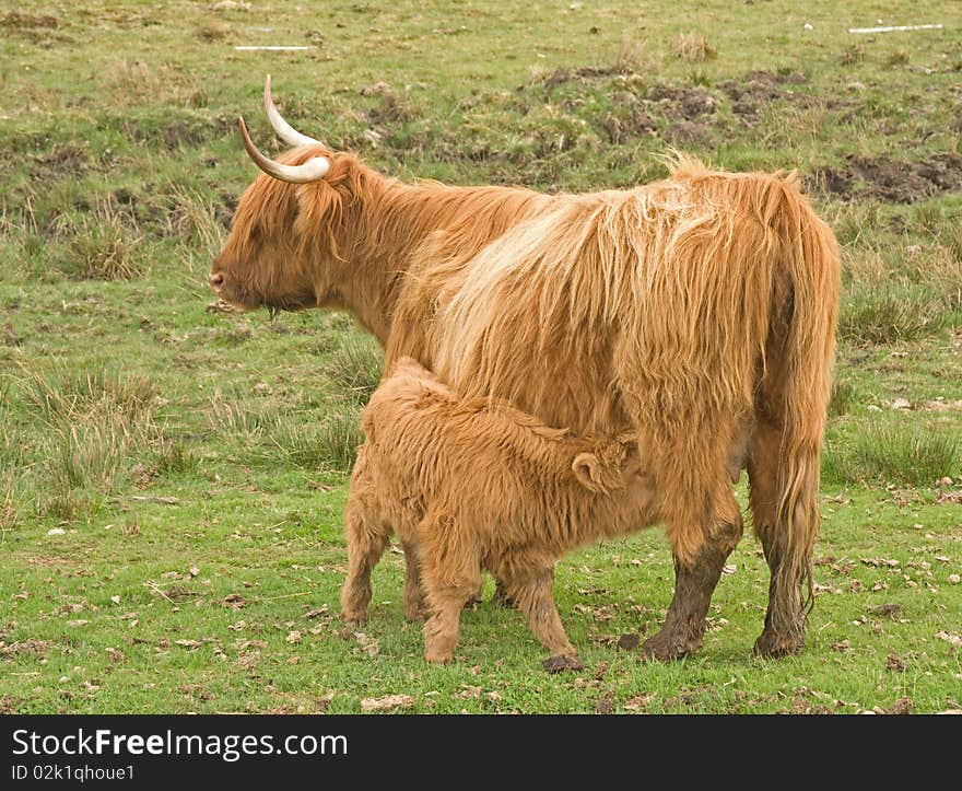 Highland cow with calf at foot.