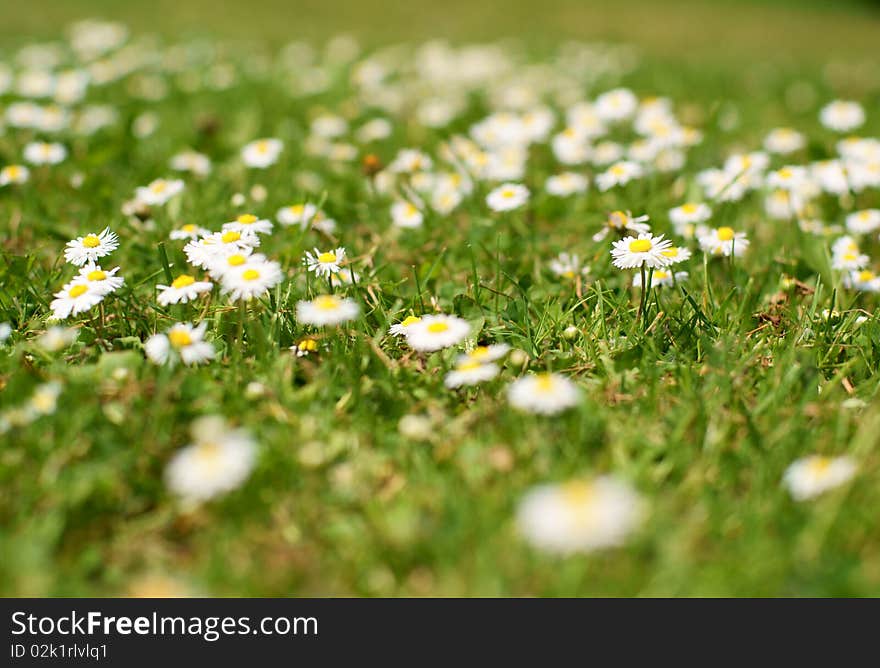 A pretty grass field of daisies, taken with shallow depth of field