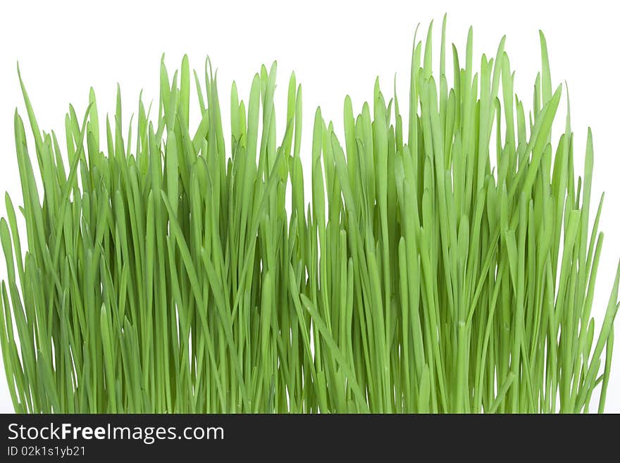 Green Grass