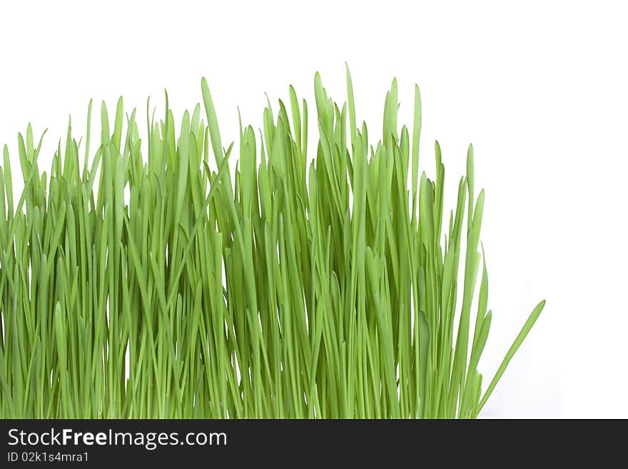 Background. Green grass isolated on white background