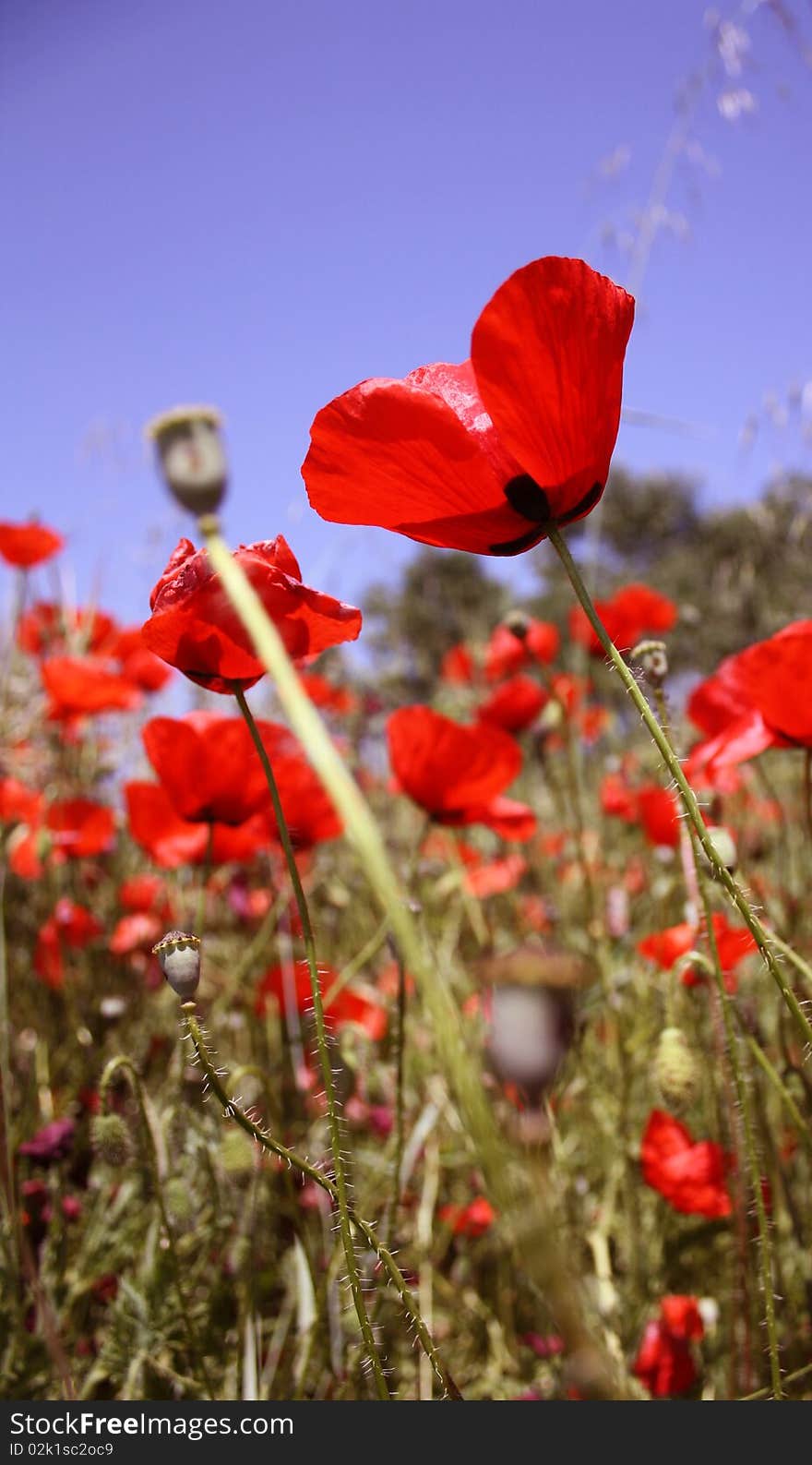 A field of poppies from Alcala de Henares, Spain. A field of poppies from Alcala de Henares, Spain