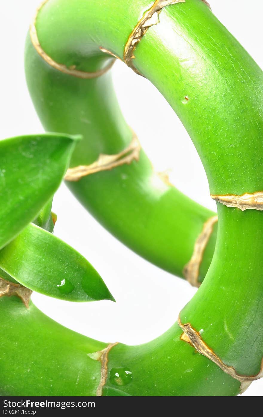 Isolated lucky bamboo stem on white