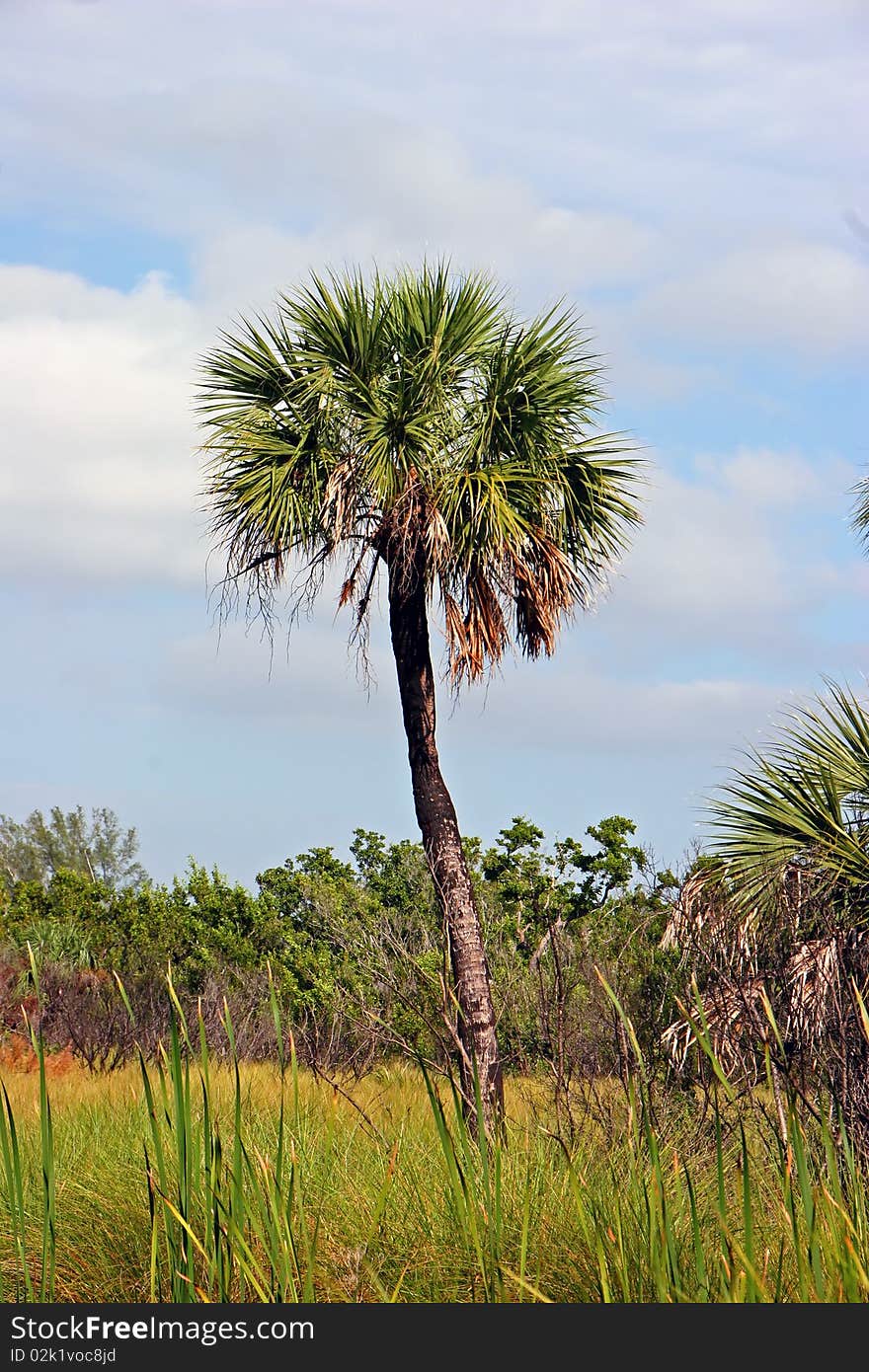 Palm Tree Landscape Ding Darling Wildlife Refuge Sanibel Florida