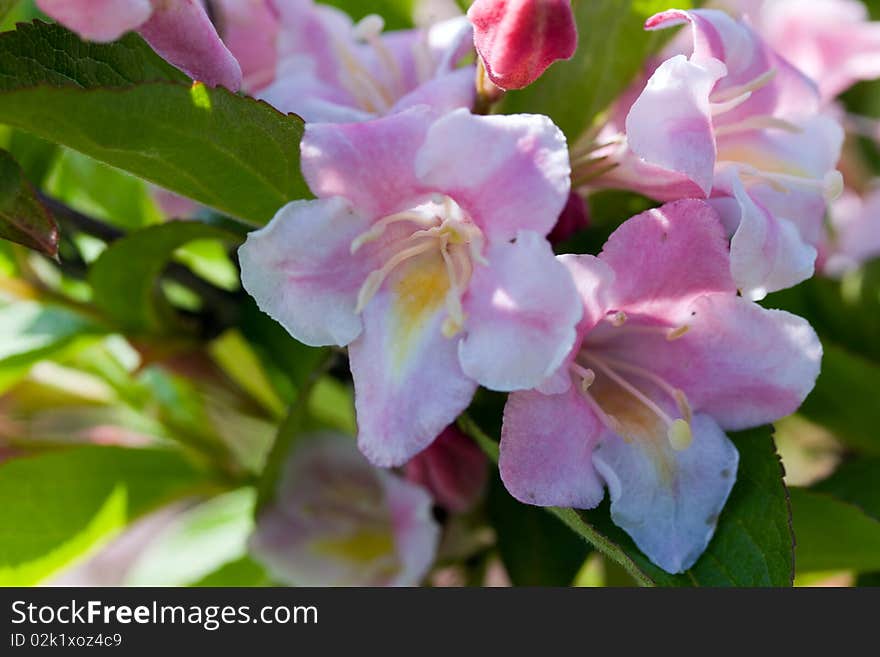 Close up of beautiful blooming peach tree