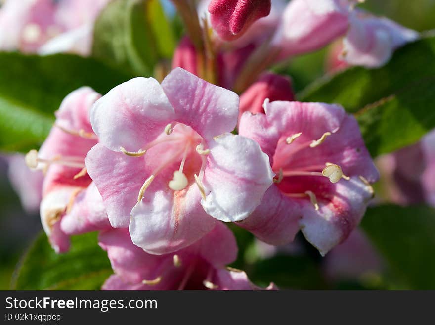 Close Up Of Beautiful Blooming Peach Tree