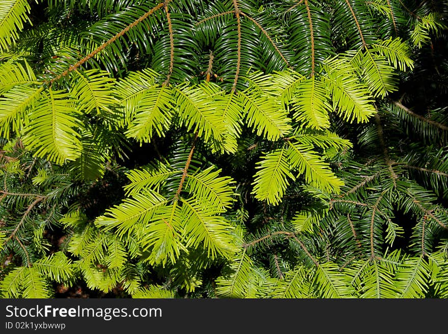 Branches of pine tree showing old and new needles, dark and light green