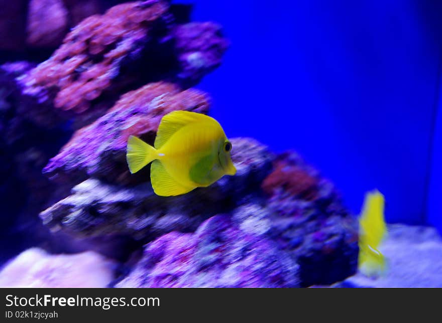 The fish in a aquarium in Hong Kong.