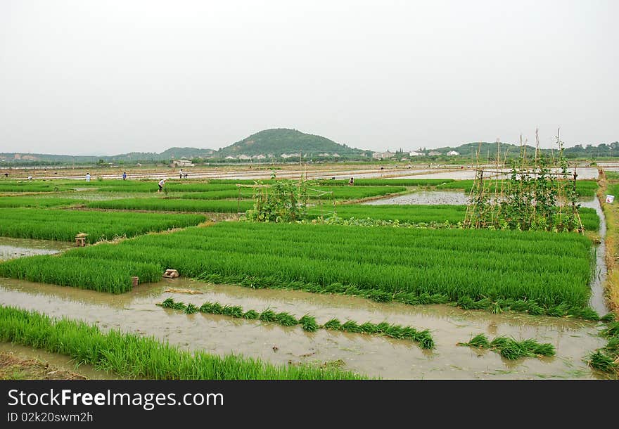 A farm village