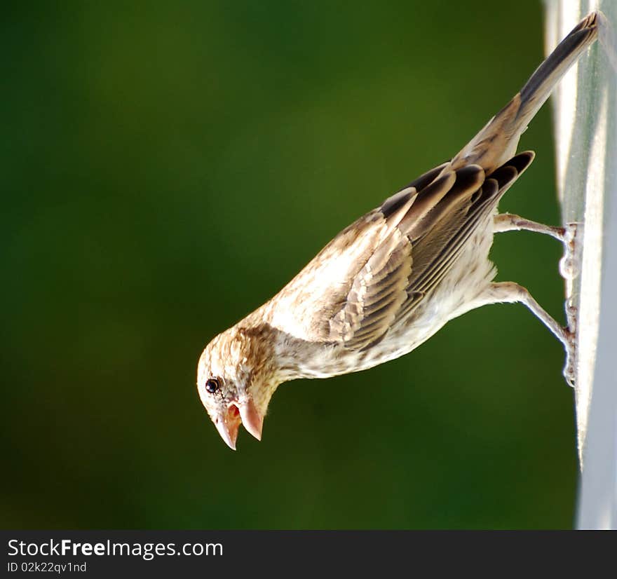 Sparrow on deck railing singing