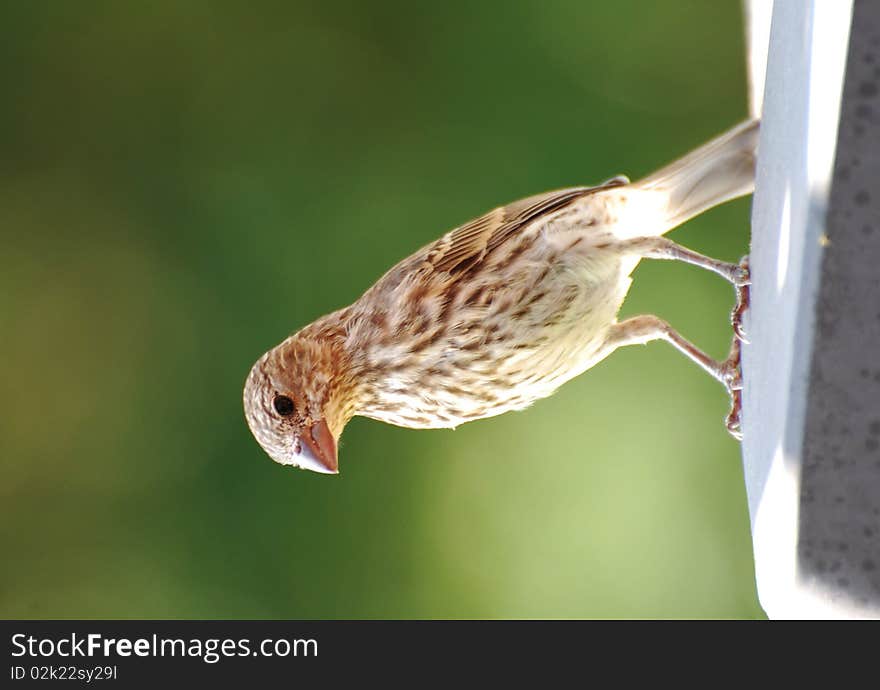 Sparrow on deck railing singing