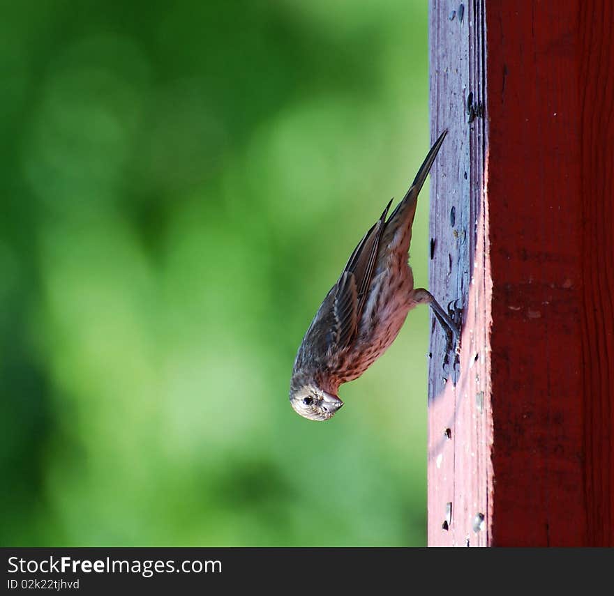 Sparrow on deck railing feeding