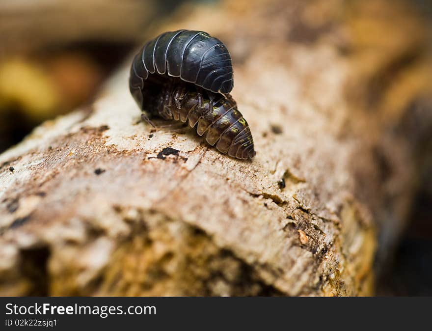 Sal bugs mate atop a log on the forest floor. Sal bugs mate atop a log on the forest floor