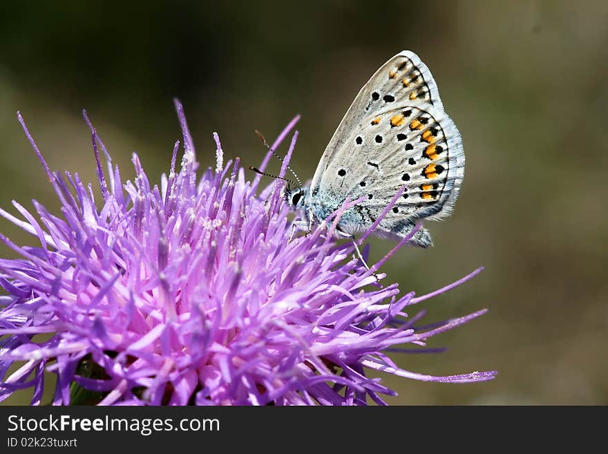 A Lycaenidae is on the pink flower. This taken in Taiyuan, Shanxi. China.