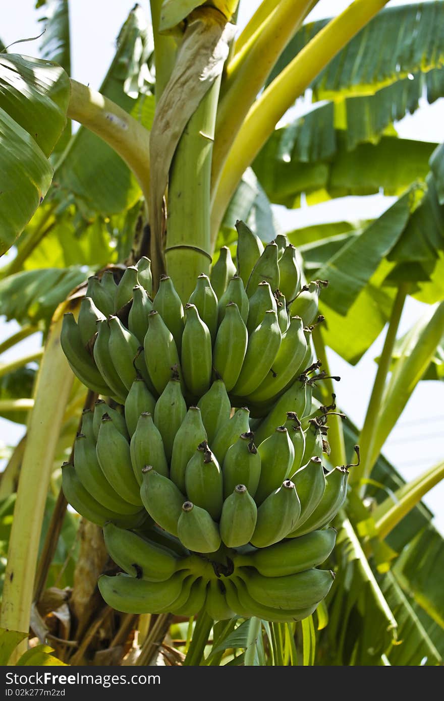 A perfect asian green bananas. A perfect asian green bananas