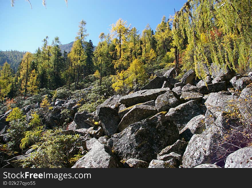 Rocks And Trees