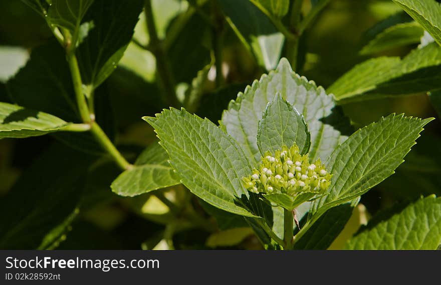 Un-bloomed Hydrangea flower in amongst lots of other plants. Un-bloomed Hydrangea flower in amongst lots of other plants