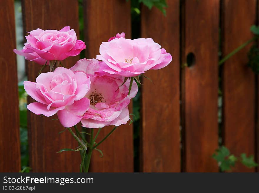 Four white pink roses against soft focus red fence. Four white pink roses against soft focus red fence