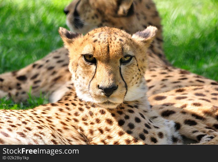 Two cheetans on the grass. Two cheetans on the grass.