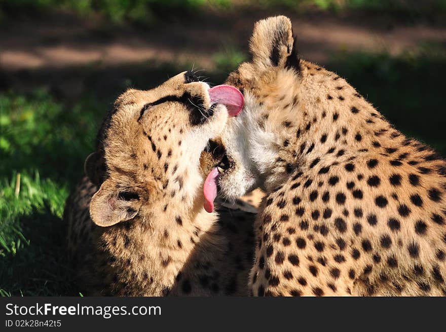 Two cheetahs on the grass.