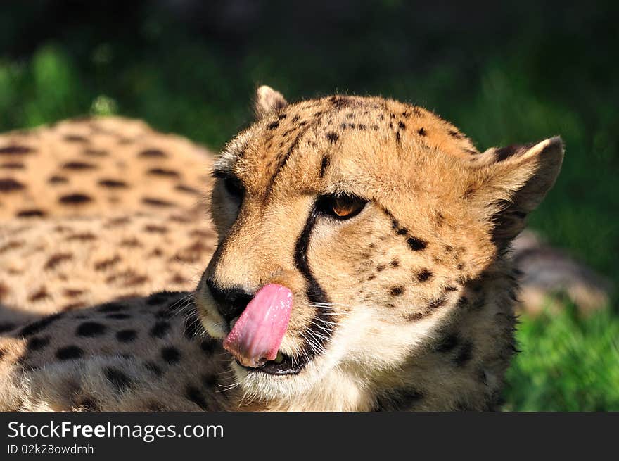 Cheetah on the grass.Zoo.