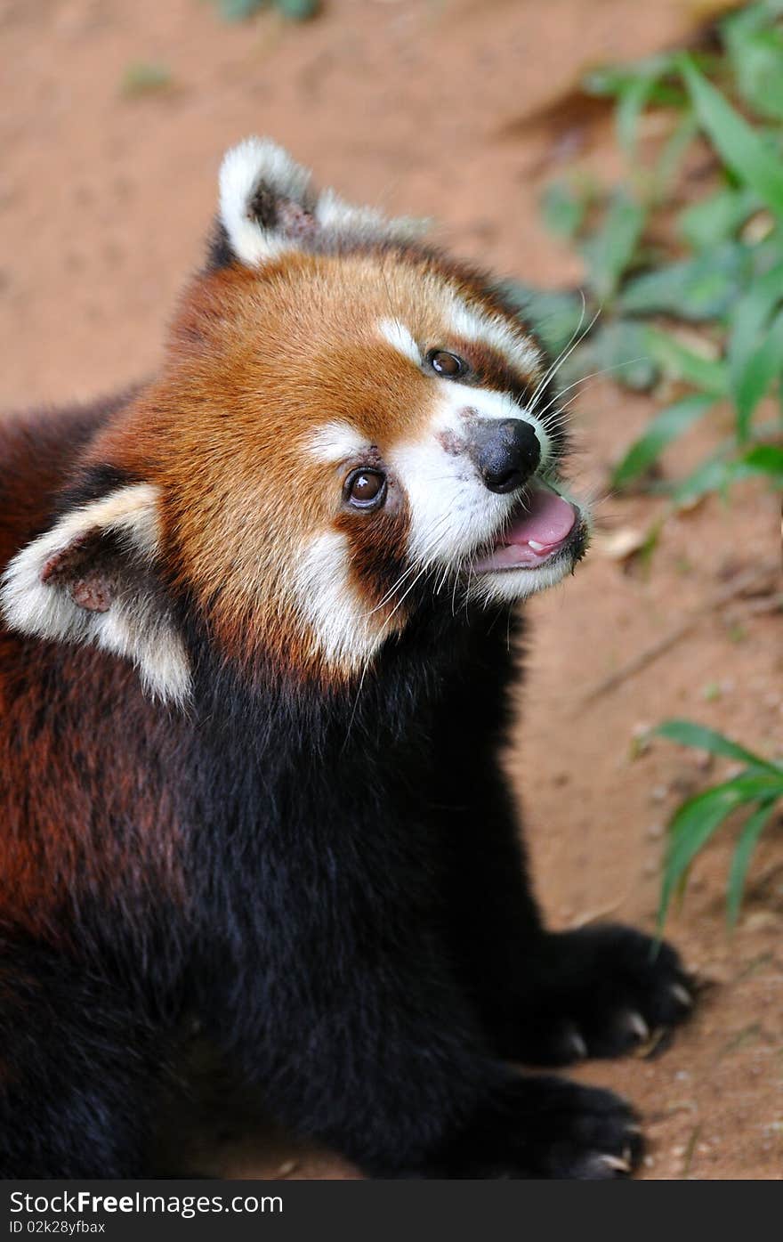 A Lesser Panda