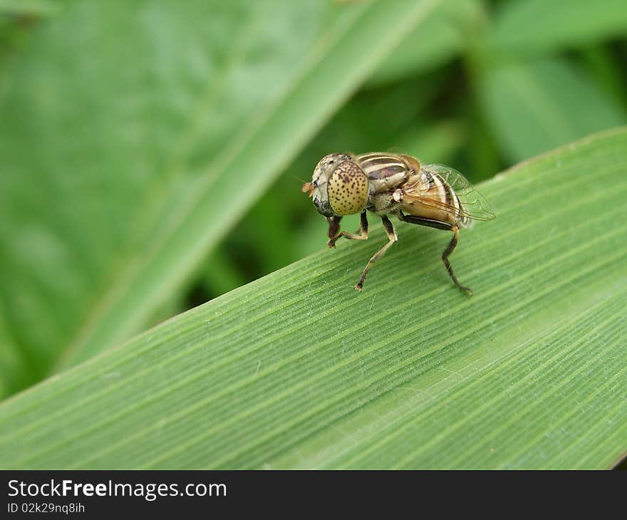 Fly on green leaf