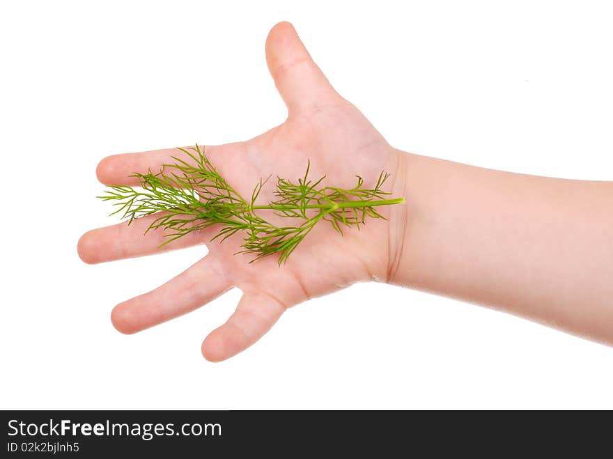 The children's hand holds a green dill isolated