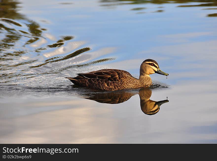 Picture of a duck swimming in the still water and reflected in the water evokes the feeling of serenity and peacefulness. Picture of a duck swimming in the still water and reflected in the water evokes the feeling of serenity and peacefulness