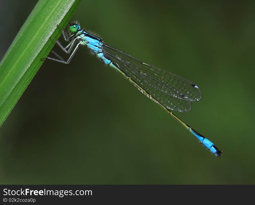 Dragonfly on a green grass close up