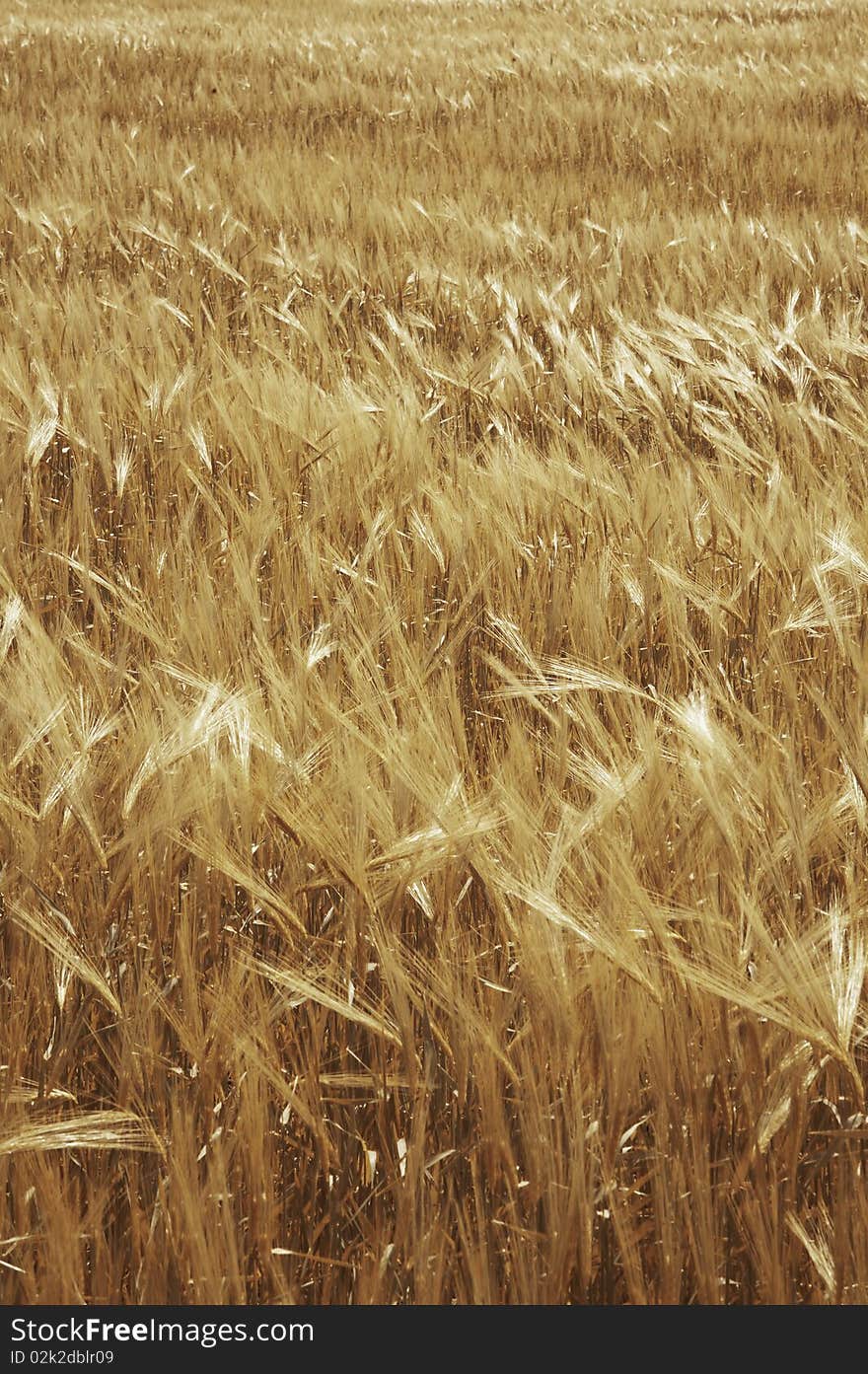 Ripe wheat