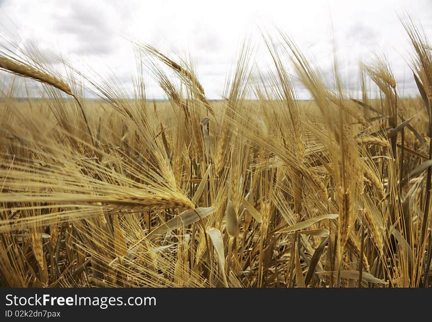 Ripe Wheat