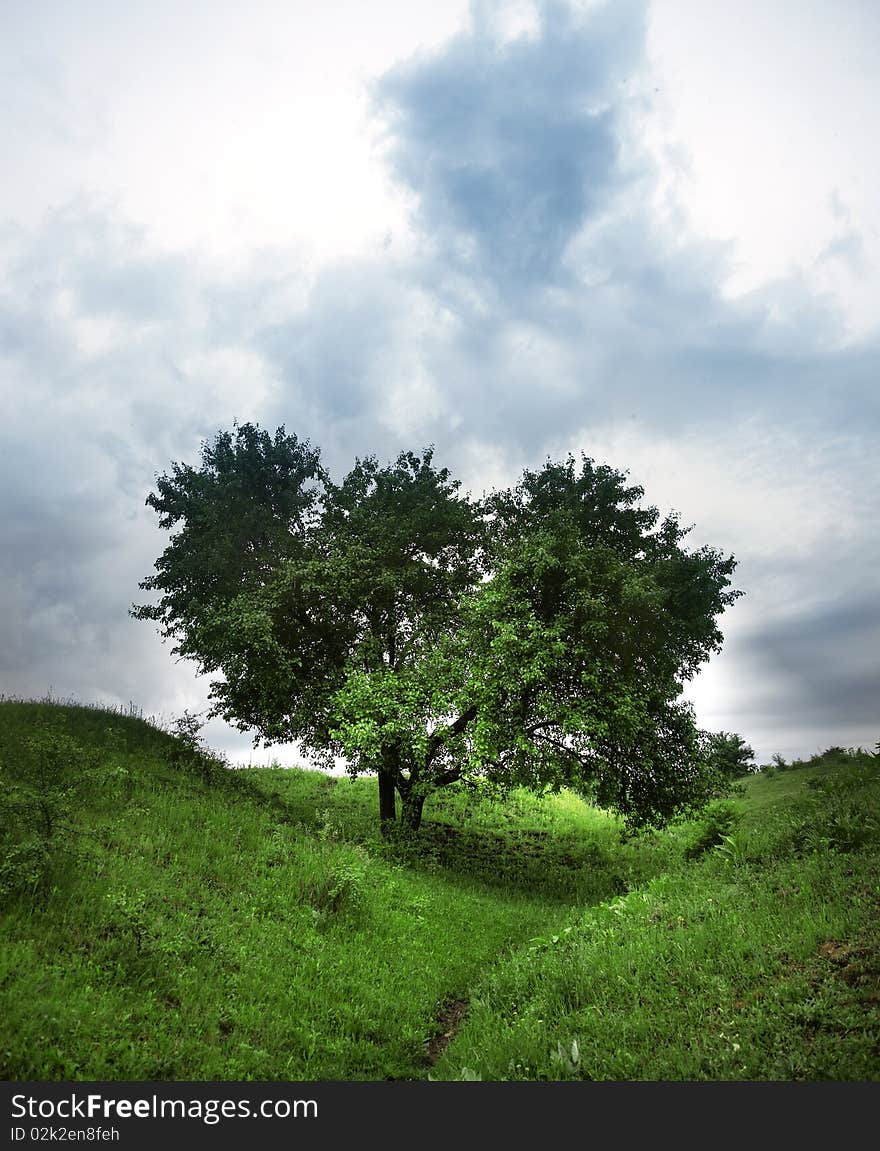 Tree on a lawn