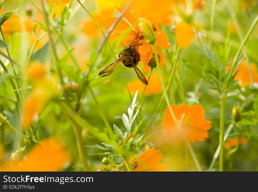 The bee gather honey from flowers. The bee gather honey from flowers